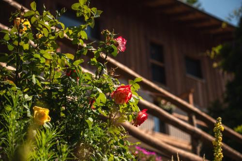 a bush of flowers in front of a house at Ca d' Vetu in Roccaforte Mondovì