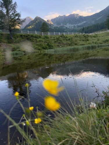 a pond with yellow flowers in a field with a fence at B&B Butterfly in Bresimo