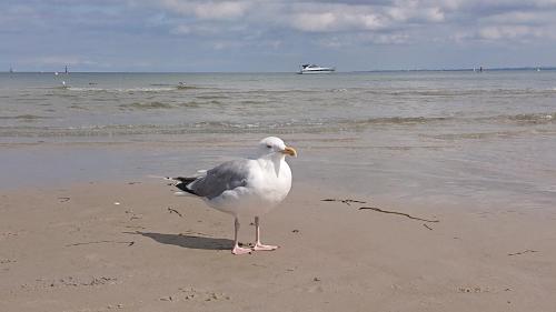 a seagull standing on the beach near the water at Ferienbucht Marina in Scharbeutz