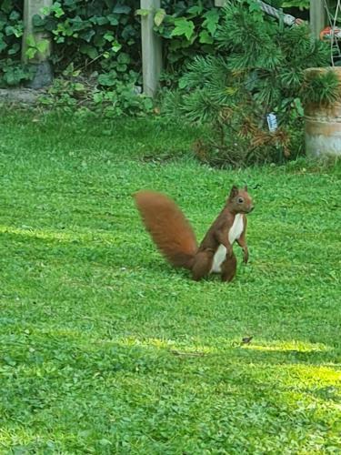 a squirrel running in the grass in the yard at Ferienbucht Marina in Scharbeutz