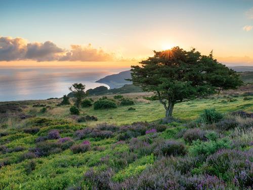 a tree on a hill with a field of flowers at 1 Bed in Washford 81240 in Washford