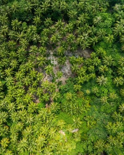 an overhead view of a bunch of green plants at Villa Mia Fulhadhoo in Fulhadhoo