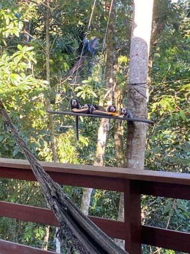 a group of birds sitting on top of a swing at Chalé Domingos Martins in Domingos Martins