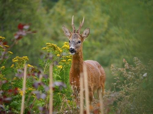a deer with antlers standing in a field at 1 Bed in Goathland G0140 in Goathland