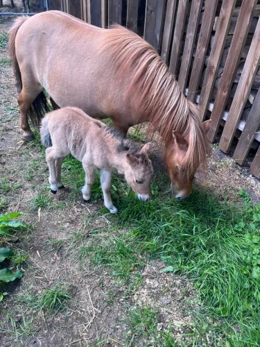 a horse and a baby pony standing next to a fence at Wohnen im ehemaligen Kuhstall Stiehler Farm in Treia
