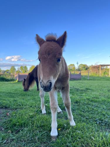 a baby horse is standing in the grass at Wohnen im ehemaligen Kuhstall Stiehler Farm in Treia