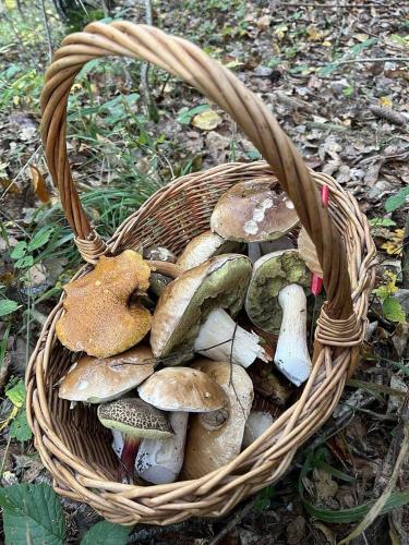 a basket full of mushrooms on the ground at Chata za dubem in Všelibice