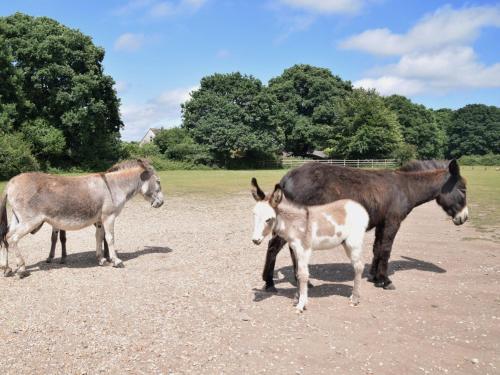 two horses and a baby horse standing in a field at 4 Bed in Brockenhurst 80420 in Brockenhurst