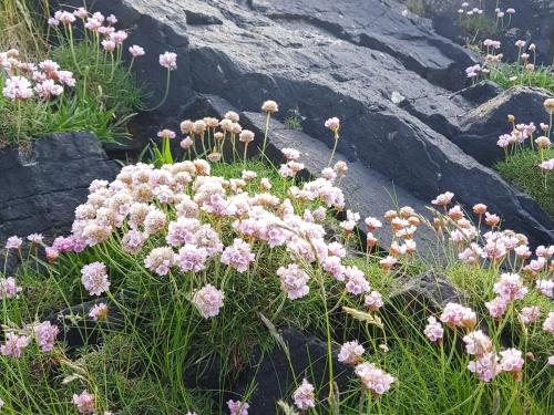 a bunch of pink flowers on some rocks at Seaview in Barvas