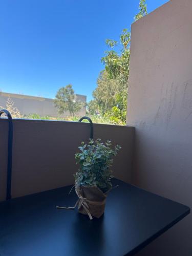 a potted plant sitting on top of a table at Casa de Kalika in Chania
