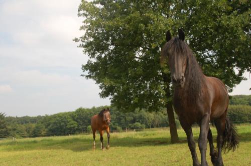 a horse standing in a field next to a tree at Klein Dubbelland in Doorn