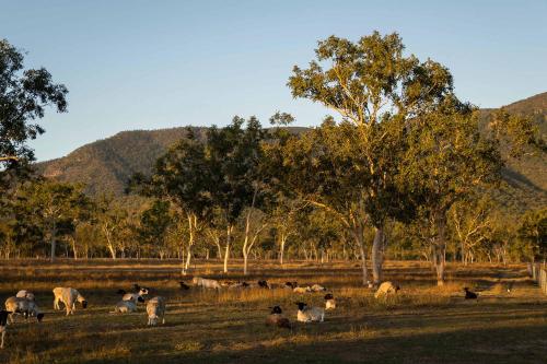 a herd of animals grazing in a field with trees at Mountview Getaway by Tiny Away in Toonpan