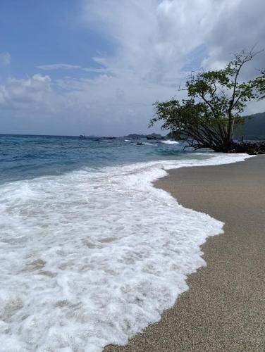 a beach with waves and a tree on the shore at Habitaciones con wifi a 5 minutos de la playa in Capurganá