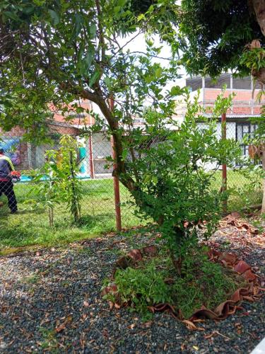 a small tree in a garden with a person in the background at Hostal Villa Laurita in Riofrío