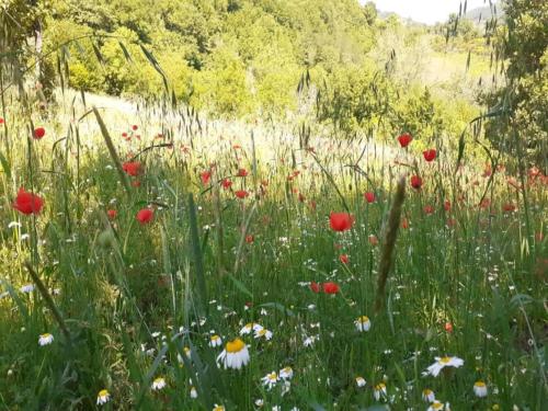 a field of red and white flowers in a field at Farmhouse in Giano dell'Umbria in Giano dellʼUmbria