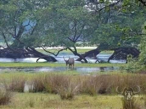 a deer standing in the water in a field at Wilpattu Green Cabin in Achchamulai