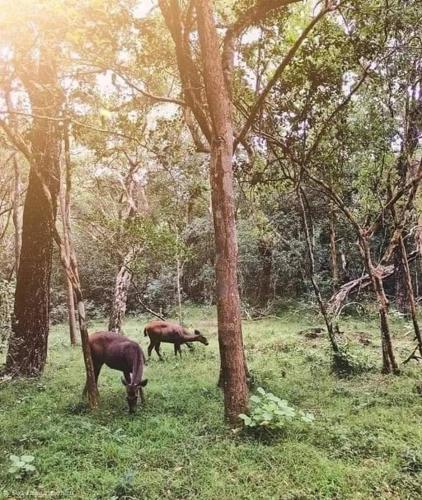 two horses grazing in a field with trees at Wilpattu Green Cabin in Achchamulai