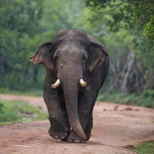 an elephant walking down a dirt road at Wilpattu Green Cabin in Achchamulai