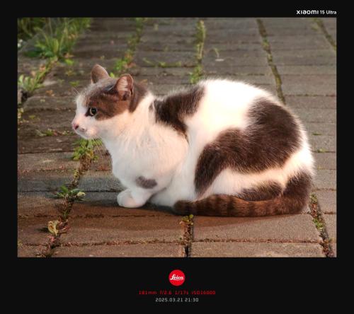 a brown and white cat sitting on the sidewalk at 好和院景 How Has in Chishang