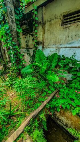 a bunch of green plants on the side of a building at Rumah Gaharu - Kulon 