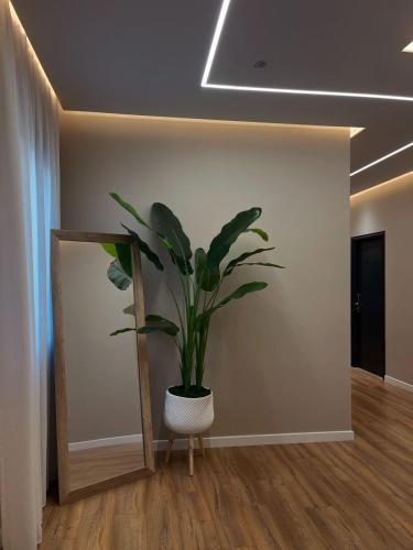 a plant in a room next to a mirror at Olivium Rooms in Vlorë