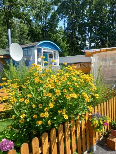 Ein Garten an der Unterkunft Cottage-Irina