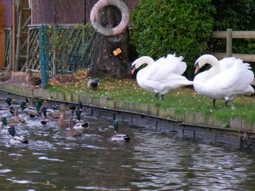 a group of swans and ducks standing next to the water at Stone - Boat - Sleeps 6 - Pet Friendly - 85ws in Stone