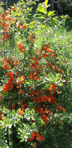 a bunch of orange flowers in a garden at Садиба Сергія in Sinyak