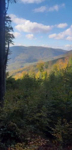 a view of a field with trees and a mountain at Садиба Сергія in Sinyak