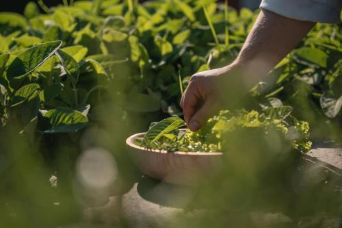 a person is holding a plant in a bowl at Panoramahotel Huberhof in Maranza