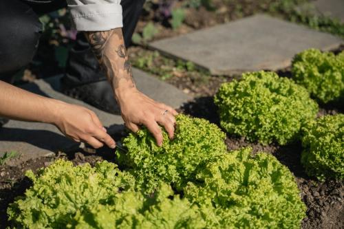 a person holding a bunch of green lettuce at Panoramahotel Huberhof in Maranza