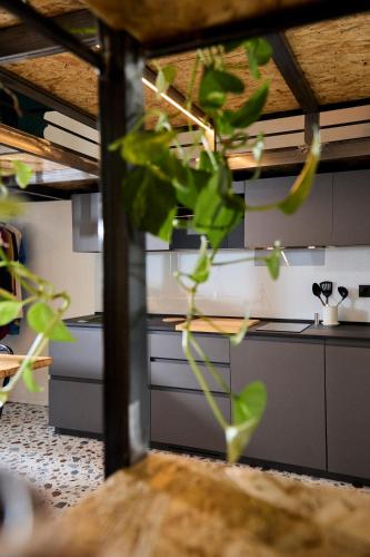 a green plant in the middle of a kitchen at Madama Hostel & Bistrot in Milan