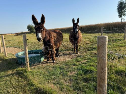 two llamas standing in a field next to a fence at Country lodge of Couvron 