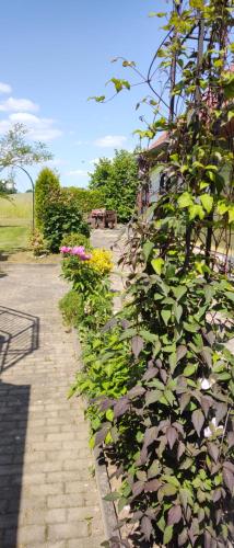 a garden with green plants next to a sidewalk at Landpension Zum Schweizerberg in Neugrimnitz