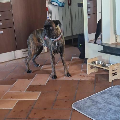 Domácí mazlíčci ubytovaní s hosty v ubytování C è posto per te PETFRIENDLY