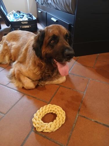 Domácí mazlíčci ubytovaní s hosty v ubytování C è posto per te PETFRIENDLY