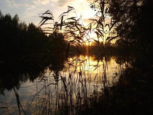 a sunset over a body of water with tall grass at Tranquil Forestside Cottage in Couvin