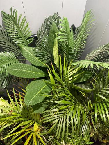 a group of green plants sitting next to each other at TriNest Garden Villa in Nagpur