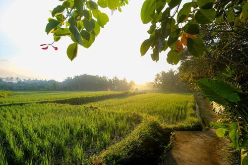 a field of green crops with the sun in the background at Ubud Jungle Stay by WAHM Hotel Management in Ubud