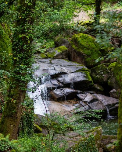 a stream of water in the middle of a forest at River Room in Bicas