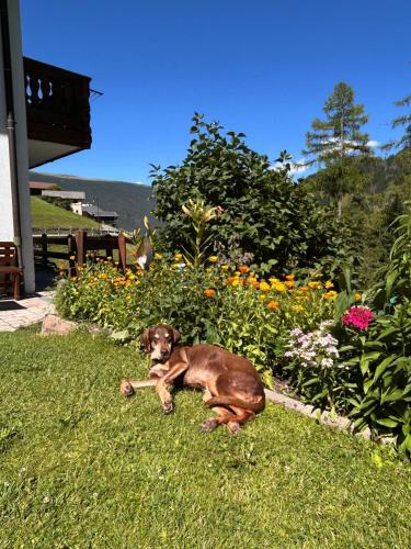 a dog laying in the grass next to some flowers at CESA VEDLA - Alpine Dolomites silent and cozy in Ortisei