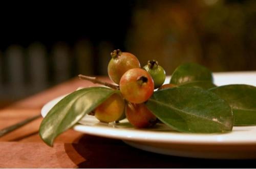 a plate of fruit with green leaves on a table at B City Villa Ella in Ella