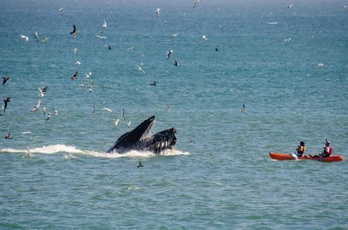 a whale in the ocean with people in a boat at Oak Pass Ranch in Paso Robles