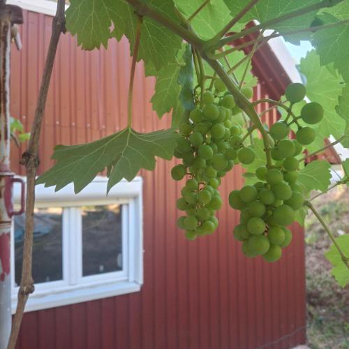 a bunch of green grapes hanging from a tree at ROOMSbyVOJKAN in Pljevlja