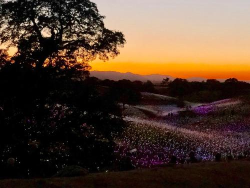a field of flowers with a sunset in the background at Crafty Oak House in Paso Robles