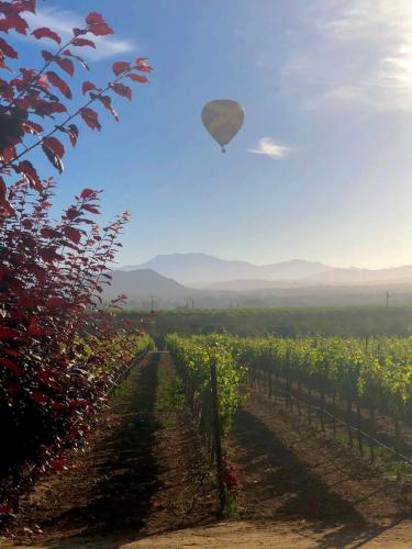 a kite flying in the sky over a vineyard at Oak Pass Ranch in Paso Robles