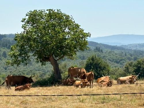 a herd of cows laying in a field under a tree at Casa-Museo Genia Trigo in Sober