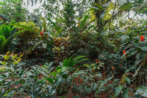 a lush green forest with red flowers and trees at El Jardin Lodge & Spa in Puerto Misahuallí