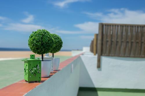 a row of plants in pots on a ledge at Apartamentos Calypso in Punta Umbría