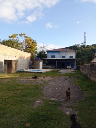 a group of animals standing in a yard with a building at Marta's house in Peruíbe